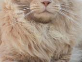 Котята Мейн-кун