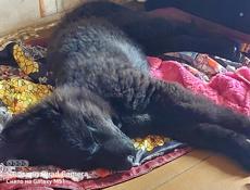 1 пушистый красавчик остался 