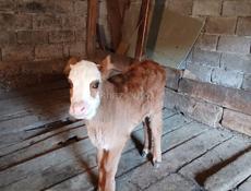Продаётся бычок