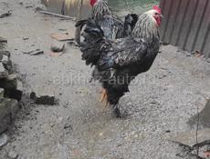 Домашние петухи