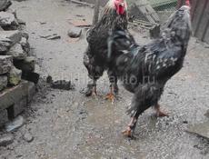 Домашние петухи