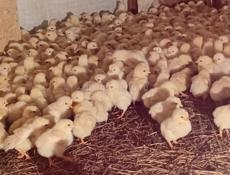 Продаются цыплята,вылупившиеся 17:03:2026 года.