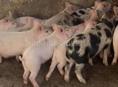 Поросята !