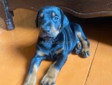 Щенки , срочно 