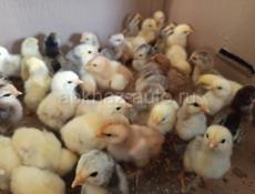 Джаргальские цыплята