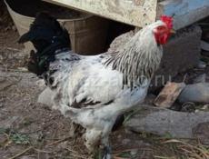 Джаргальские петухи