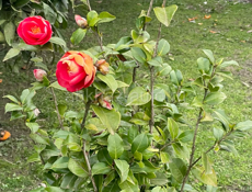 Здравствуйте продаю туй и камелия, мы можем привезти в любой город +79407770273