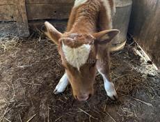 Корова с теленком