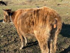 Корова с теленком