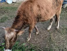 Корова с теленком