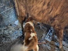 Корова с теленком