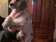 Продается чистокровные щенки английского сеттера!