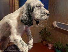 Продается чистокровные щенки английского сеттера!