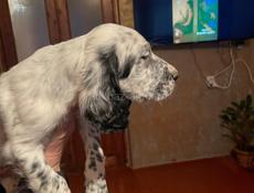 Продается чистокровные щенки английского сеттера!