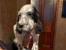 Продается чистокровные щенки английского сеттера!