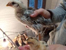 Куры несушки