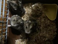 Продаю хомяка 