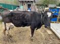 Продаю корову