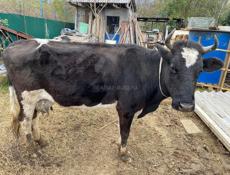 Продаю корову