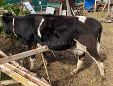 Продаю корову