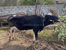 Продаю корову