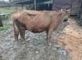 Продаю стельную корову