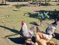 Петухи 