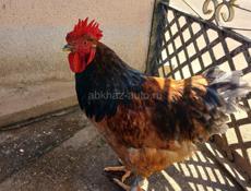 Петухи 