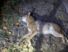 Срочно продаю воздушку усиленная пружина стоит витая стоит потика нюза 4000 т сома воздушка стоит 17000 т  поставил новую манжету калибр 5.5