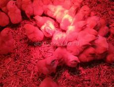 Недельные мясо- яичные цыплята