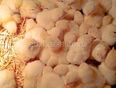 Недельные мясо- яичные цыплята