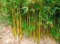 Продаётся бамбук