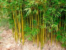Продаётся бамбук