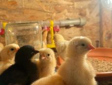 Цыплята вывод 22 числа 