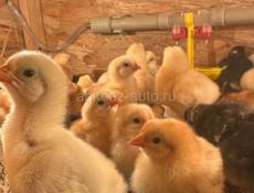 Цыплята вывод 22 числа 