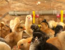 Цыплята вывод 22 числа 