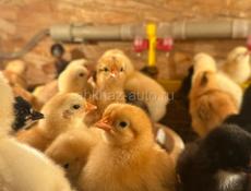 Цыплята вывод 22 числа 