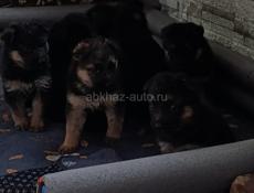 Продаются щенки немецкой овчарки