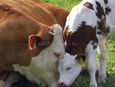 Продается корова с теленком