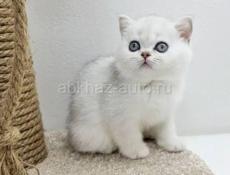 Куплю белого породистого котенка (мальчика) 