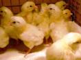 Цыплята 