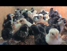 Продажа цыплят 