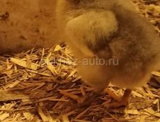 Продам здоровых цыплят 12 дней. 