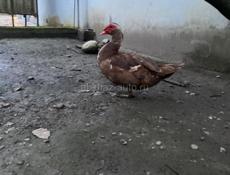 утки мальчики индоутки