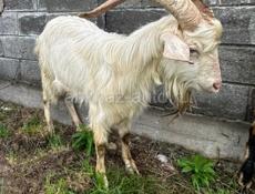 Продаются два козла