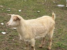 Продам коз 