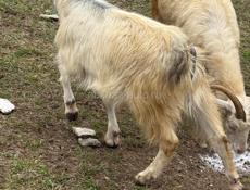 Продам коз 