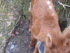 Продаю теленка ,