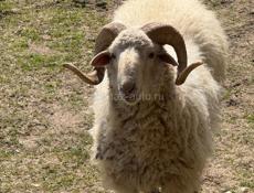 Продам барана 