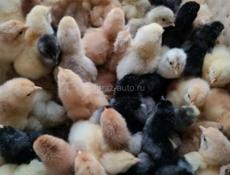 Цыплята домашние 